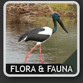 Flora&FaunaIcon