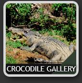 CrocodileIcon